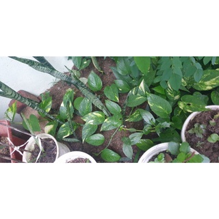 5 Cây giống trầu bà vằn