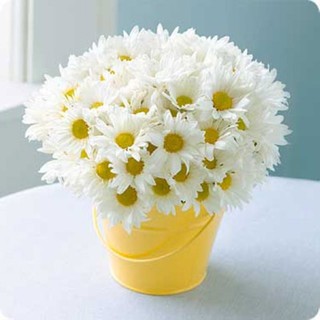 Hạt giống Cúc chi trắng