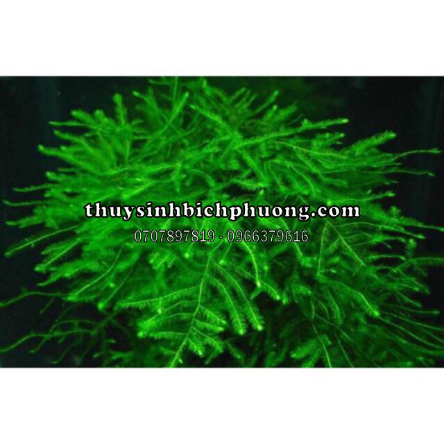 RÊU JAVA MOSS THUỶ SINH | 1 TẤC 10.10CM RỜI TIỆN LỢI