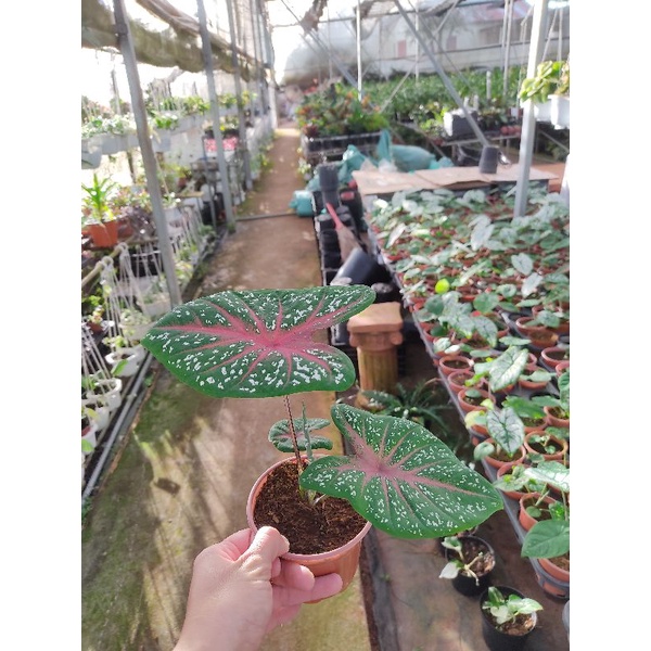 Chậu cứng Caladium Bicolor size trung