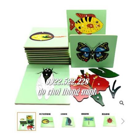 Bảng ghép hình Montessori Puzzle - Sinh học - chọn lẻ - Giáo cụ Montessori