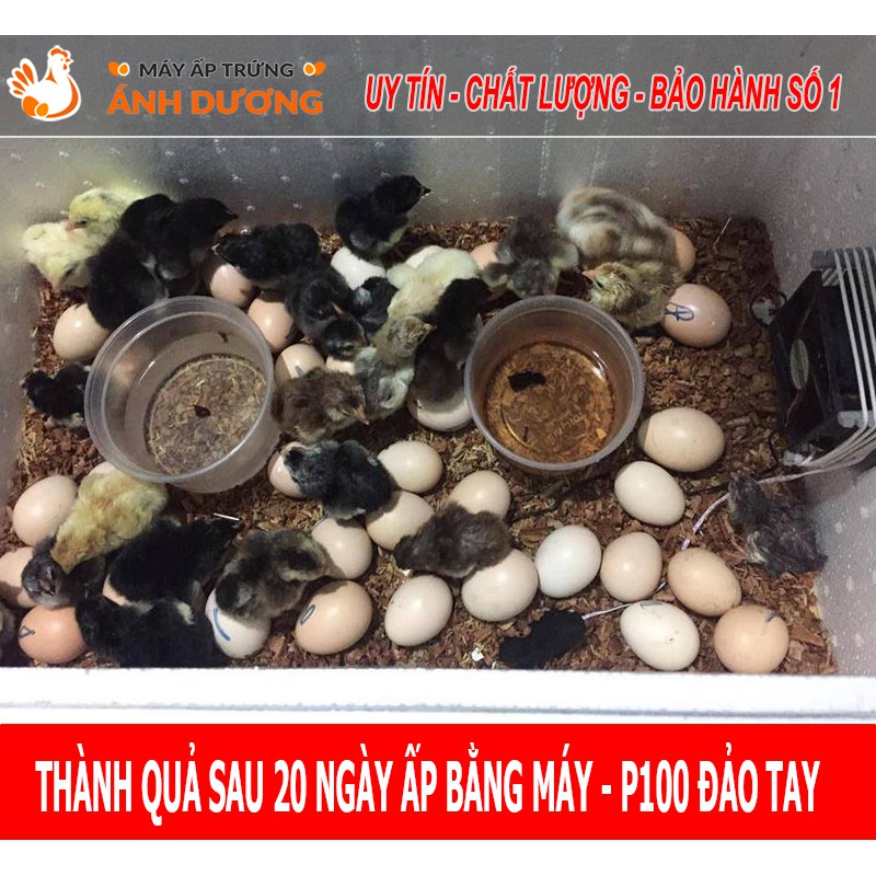 - Máy ấp trứng mini Ánh Dương P100 dây nhiệt Carbon- Ấp 1-100 trứng đảo tay, tự lắp ráp - Hàng Sẵn