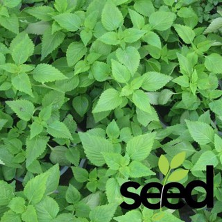 Hạt giống rau kinh giới rạng đông 1gram