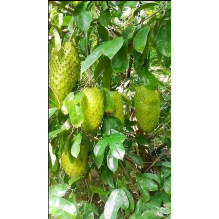 CÂY GIỐNG MÃNG CẦU XIÊM THÁI TRÁI TO