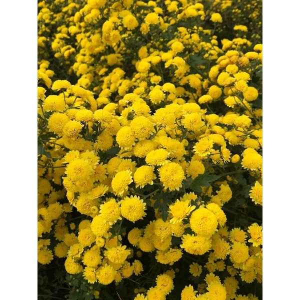 Cây giống hoa cúc rủ làm trà