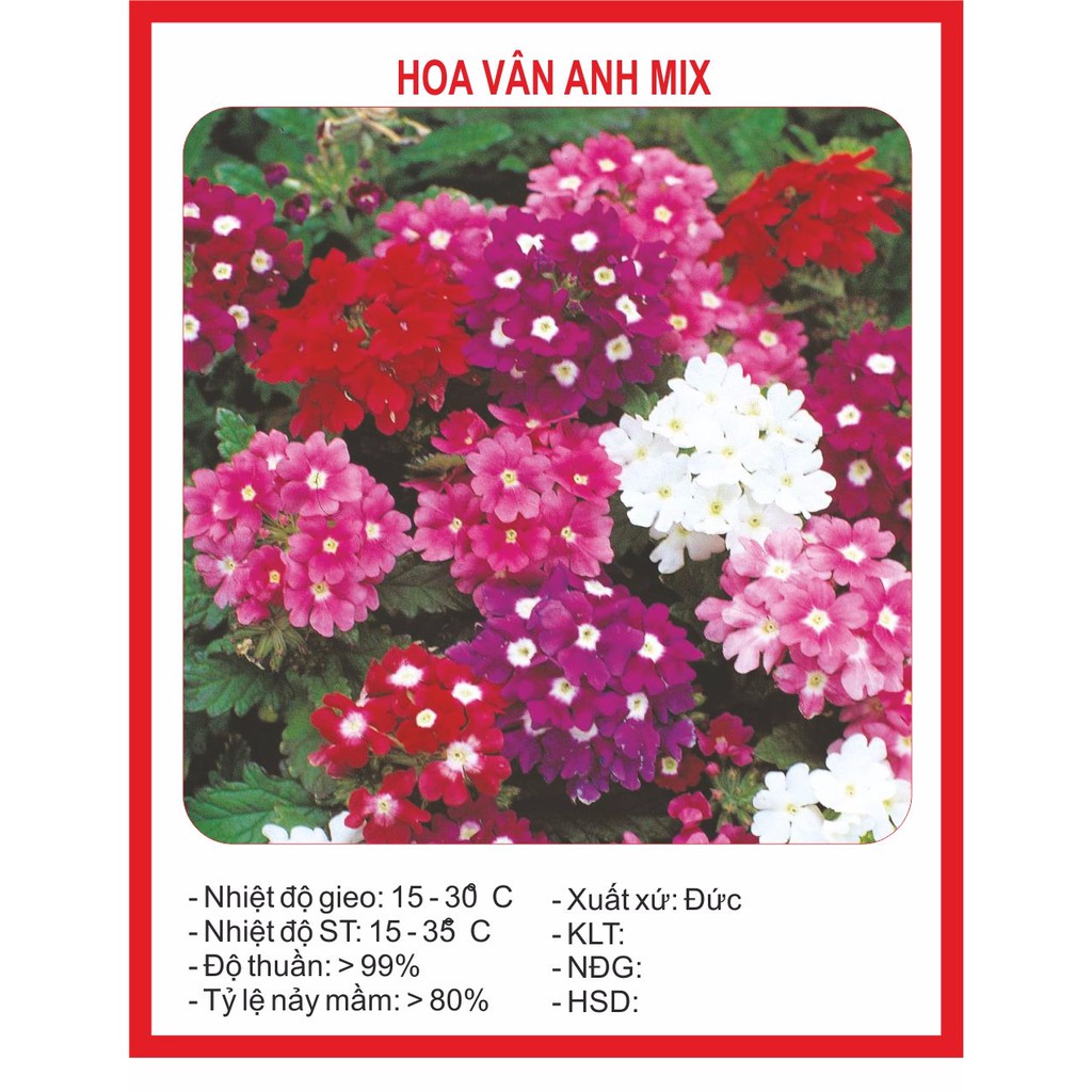 Hạt Giống Hoa Vân Anh (Cúc Indo) 50 Hạt