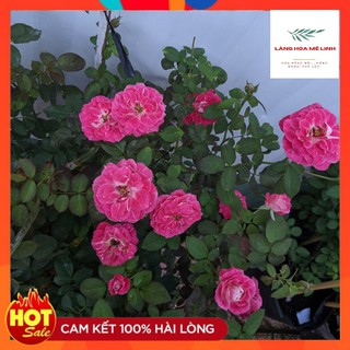Hoa hồng ngoại Lady Candle Rose[ ❤️HỒNG NHẬT BẢN❤️] Hoa có màu trắng sọc phớt đỏ hồng-Hoa nở quanh năm.