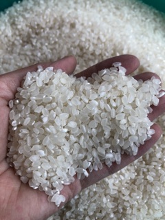 GẠO GIỐNG NHẬT 5KG