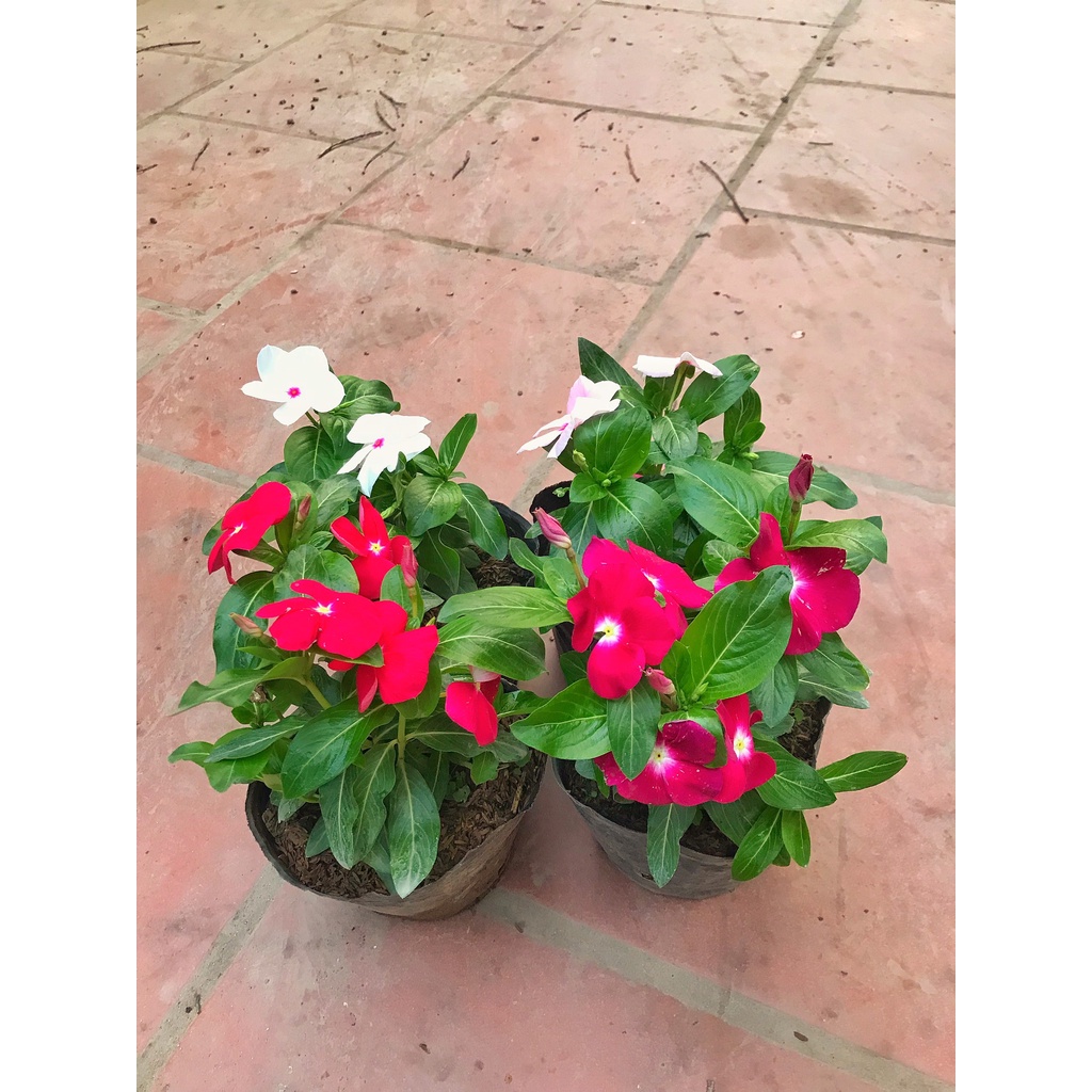 Cây hoa dừa cạn, chiều cao 15-20cm  hoa nở đẹp khỏe nhiều nhánh sum suê thích hợp trang trí cảnh quan sân vườn