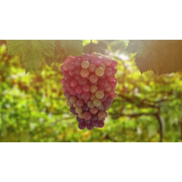 Nho Khô Nâu Làm Bánh Túi 1kg - Giao thương hiệu ngẫu nhiên