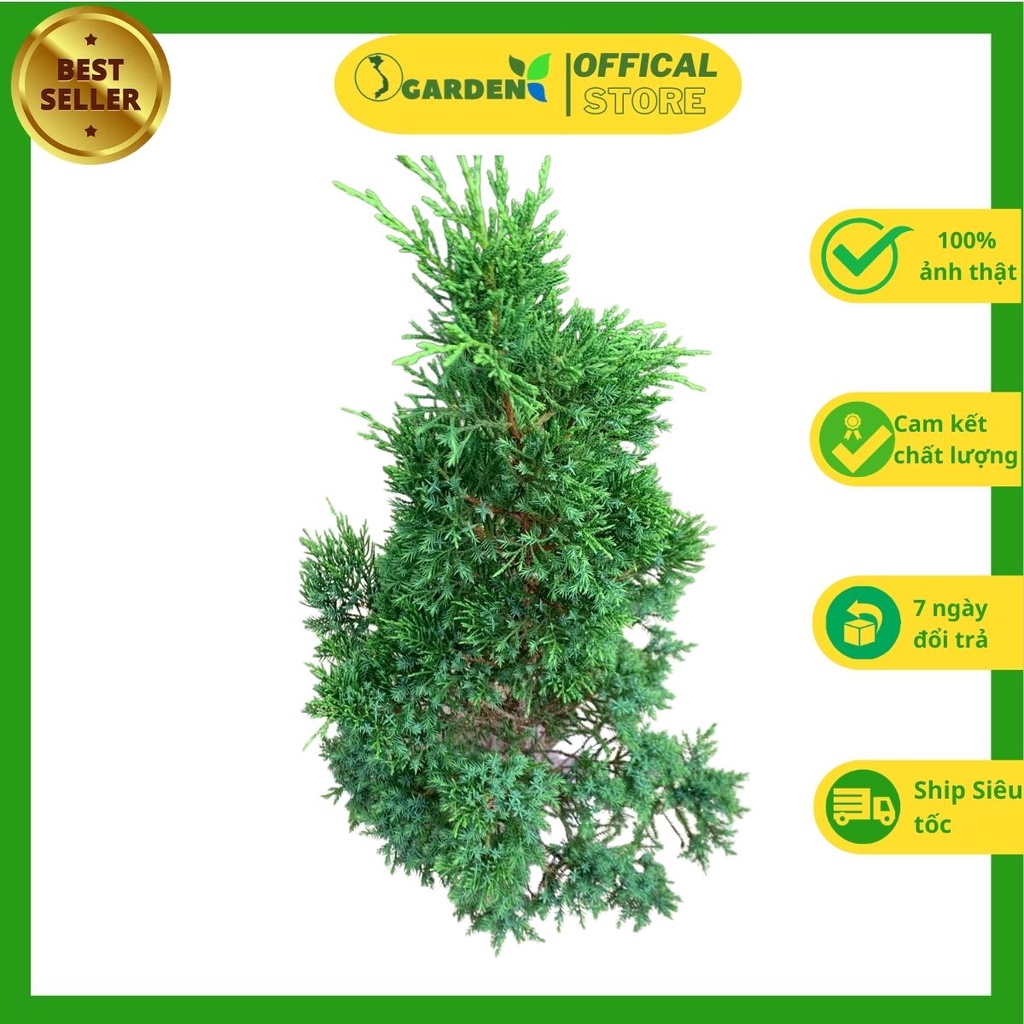 Cây tùng tháp  cây cao 40-90cm, cây trắc bách diệp cao 40cm