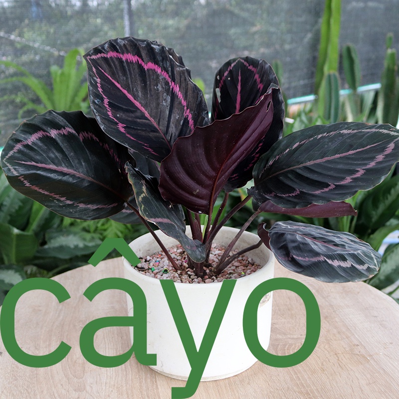 Cây Đuôi Công tím