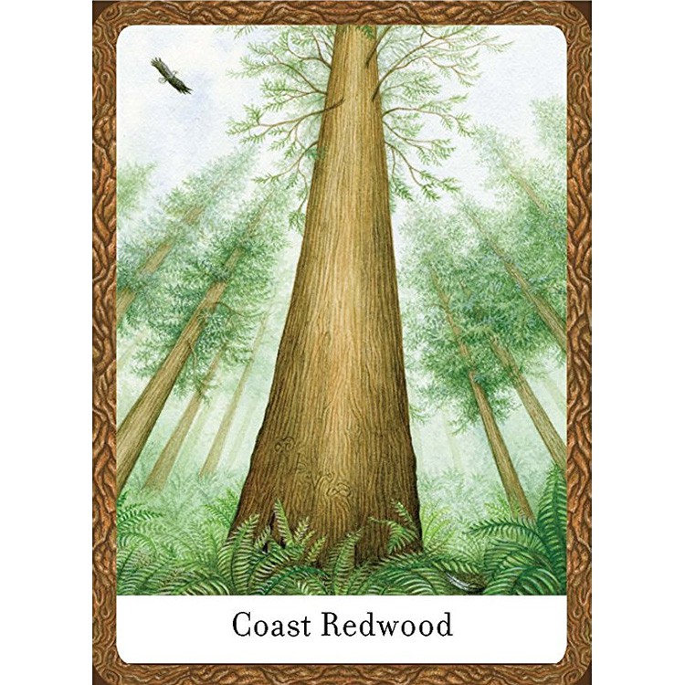 Bộ Bài Wisdom of Trees Oracle  - Bài Gốc Authentic Chính Hãng 100%