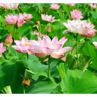 Hạt Giống Hoa Sen Ta (Sen Hồng Việt Nam) {gói 15 hạt }