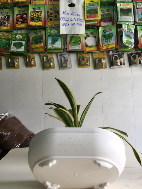 Chậu nhựa Hình Oval, chậu trồng cây, Chậu Tạo Dáng cây Bonsai, Chậu Tiểu Cảnh