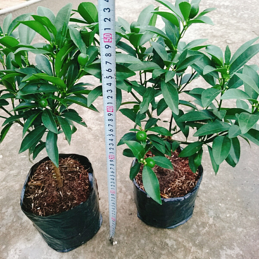 Cây Hạnh Ngọt - cây tắc ngọt thái - caykiengsadec