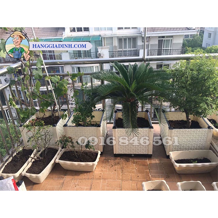 Chậu trồng hoa giấy cao 56cm mẫu đài loan cao cấp ĐL45x45x40cm