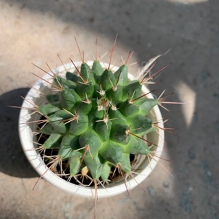 XƯƠNG RỒNG SẦU RIÊNG
