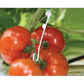Móc treo cà chua chống gãy cành quả gói 100 chiếc