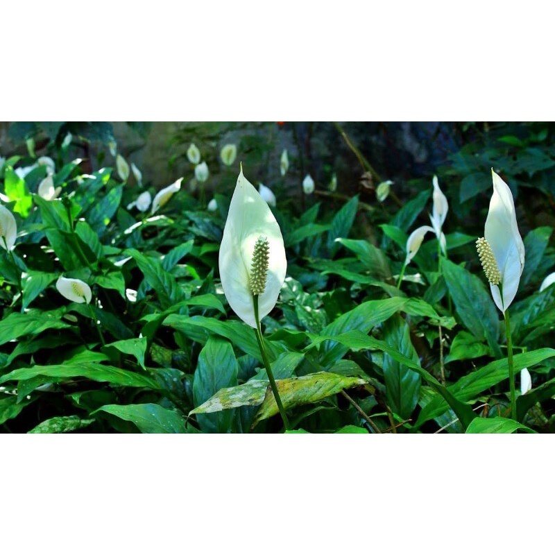 Cây giống Spathiphyllum wallisii Peace Lily (Lan Ý, Huệ Hoà Bình) chậu nhựa 8cm