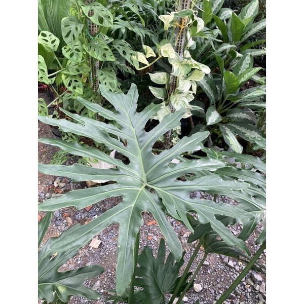 Trầu bà thanh xuân