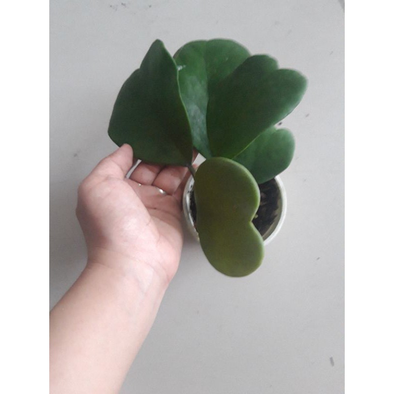Cẩm cù lá  trái tim