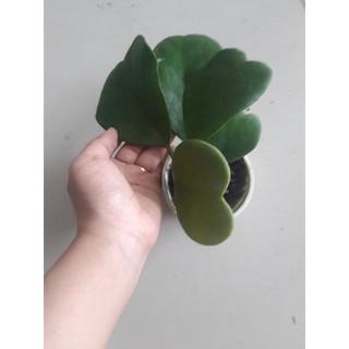 Cẩm cù lá  trái tim