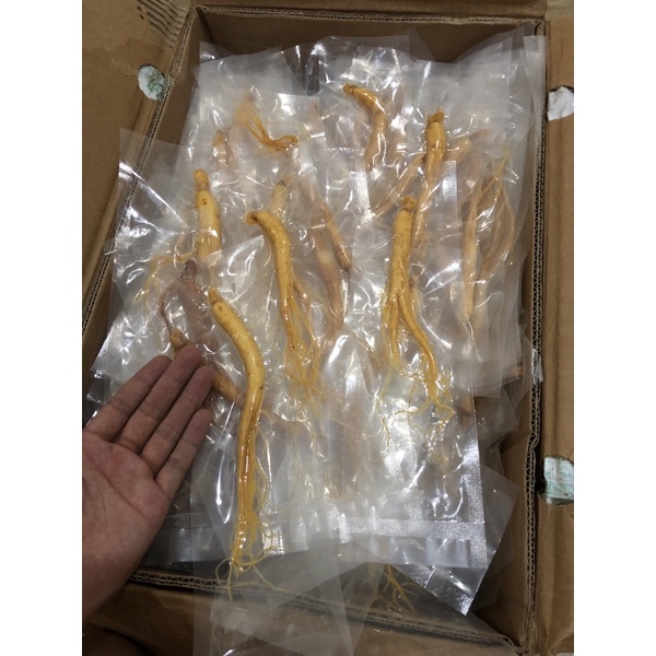 CHỈ SỈ Sâm tươi hàn quốc, nhân sâm hầm gà 35k mini size 60 củ/kg