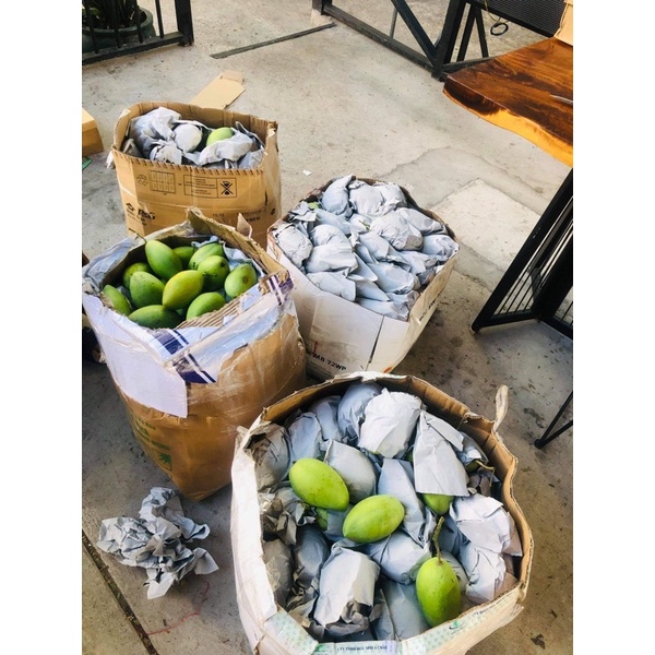 XOÀI CÁT HOÀ LỘC LOẠI 1