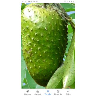 Mảng cầu xiêm