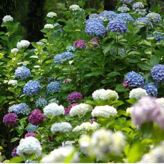 Hạt Giống Hoa Cẩm Tú Cầu