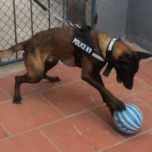Dây đai người huấn luyện Police K9 chó chó từ 15-60kg