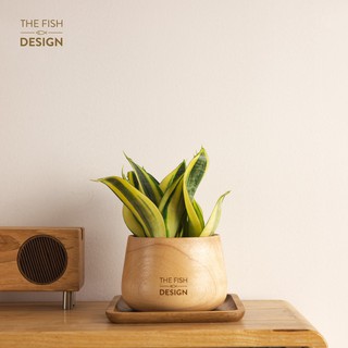 Chậu cây lưỡi hổ | THE FISH SIZE M ( trang trí trong nhà, để bàn làm việc,...)