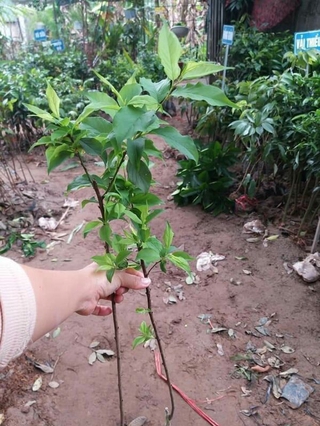 Giống cây mơ