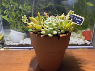 CHẬU MIX SEN ĐÁ 8 LOẠI