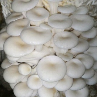 Phôi Nấm Bào Ngư 🍄 cực đễ trồng 🍄 giá gốc