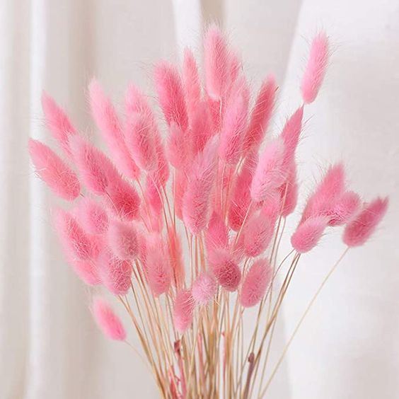 Hoa Khô Lagurus Bunny Tails, Hoa Cỏ Đuôi Thỏ Mỹ Trang Trí Deco Dây Thừng