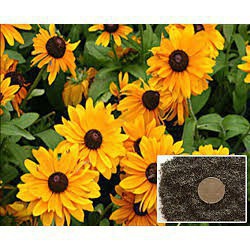 Gói 200 hạt giống hoa cúc tâm đen (susan- rudbeckia)