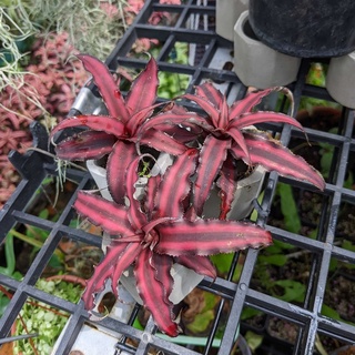 Cryptanthus Red Star, dứa phụng đỏ, dứa màu, bán cạn, trang trí tiểu cảnh, dứa Philippine, Cryptanthus Brivitthus
