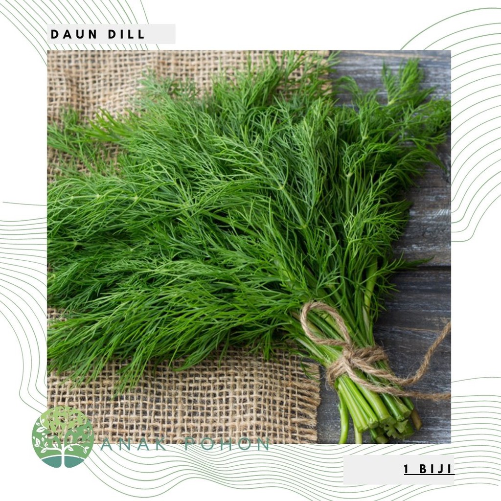 Hạt giống - Lá thì là / Thì là Sowa  Hạt giống thảo mộc - NHẬP KHẨU 100h