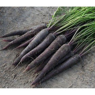 Hạt giống cà rốt tím F1