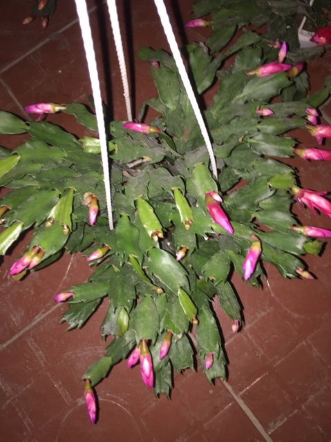 Lan càng cua