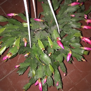 Lan càng cua
