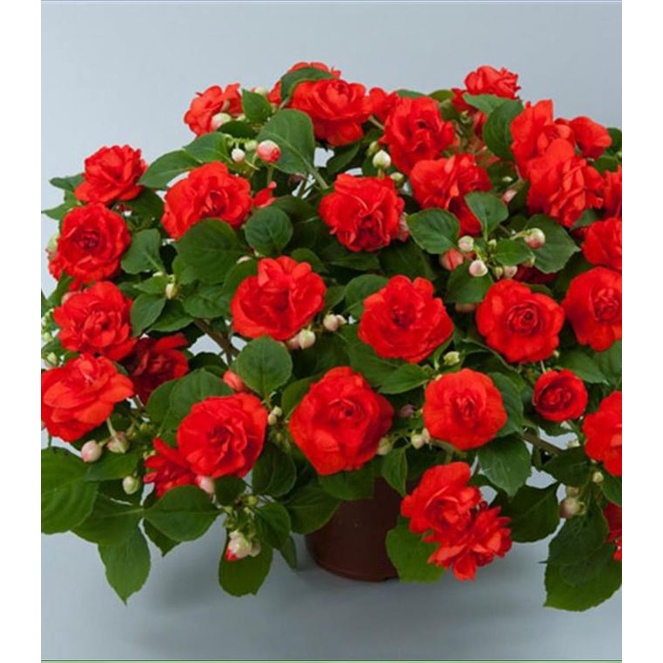 Hạt Giống Hoa Ngọc Thảo Cánh Kép Mix Màu - 10 Hạt KNS2244