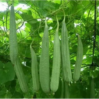 10 HẠT GIỐNG MƯỚP KHÍA