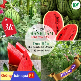 - 4 hạt giống Dưa hấu lai ngọt