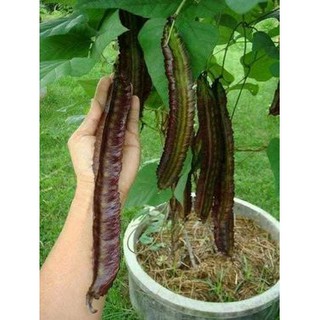 HẠT GIỐNG ĐẬU RỒNG ĐỎ THÁI