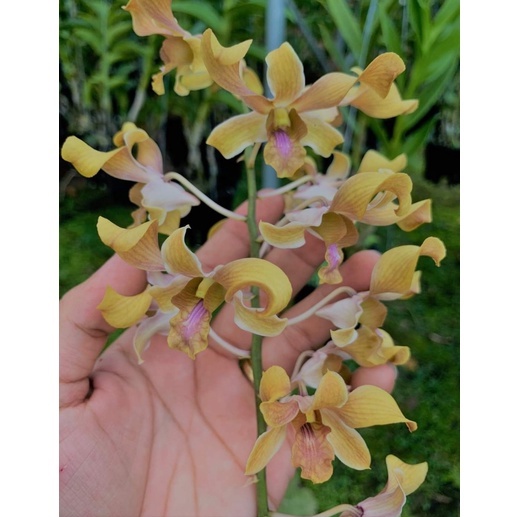 DENRO NẮNG BÒ 7 MÀU