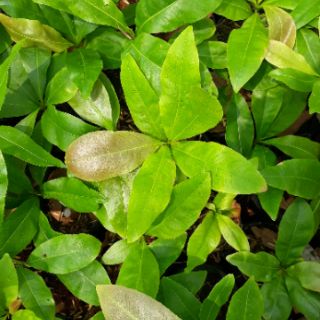 Mai dảo mai con thủ đức bông đẹp