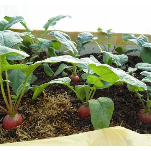 Bán buôn Hạt Giống Củ Cải mini dễ trồng dễ chăm sóc nhanh thu hoạc ( gói 5 gram) bao đẹp